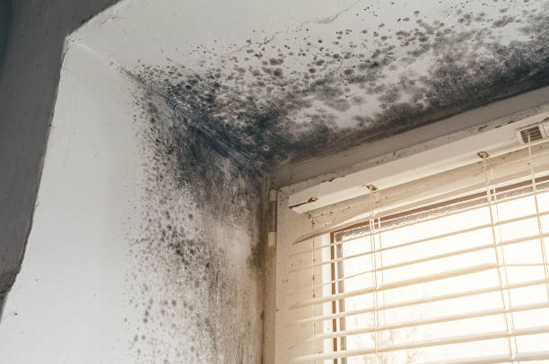 Affordable Basement Mold Remediation solutions in Newton Upper Falls, MA